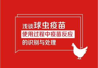 淺談球蟲(chóng)疫苗使用過(guò)程中疫苗反應(yīng)的識(shí)別與處理